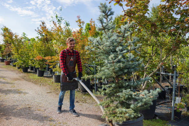 Professional Tree Removal and Landscaping Services in Manchester, MI